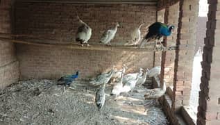 Peacock For Sale /Blackshoulder/Breader pair / مور / Mor For Sale