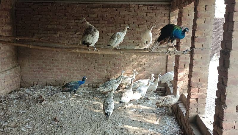 peacock breeder female for sale 0