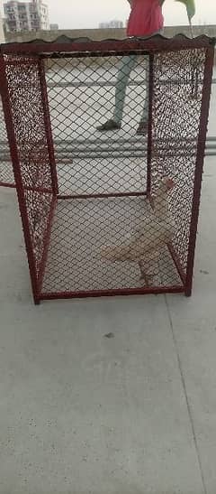 iron cage for sale