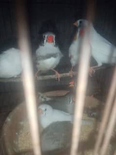 250 ka pair. final 1000 All 8 finches with 3 eggs breeding startd