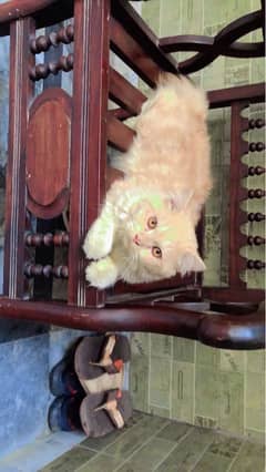 pair of persian cats ginger color male or white female