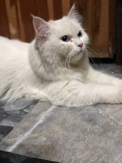 persian cat  white female