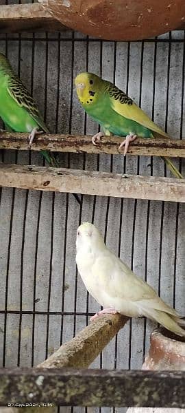 Australian parrots 1