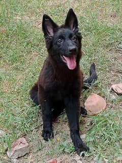 German shepherd Black  pedigreed Long and shot Hair