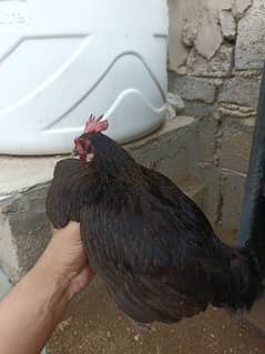 4 Australorp