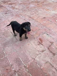 German Shepherd puppy (1.5months)