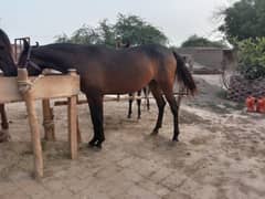 female horse for sale