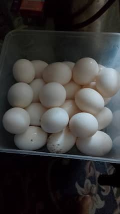 DUCK EGG FOR SELL ON ORDER