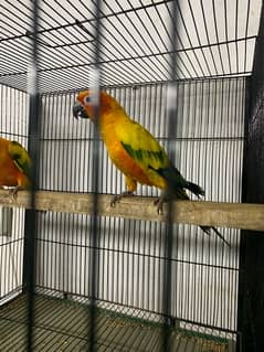 sunconure pair 2 year