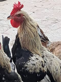 Butter cup Fancy very beautiful male hens for sale