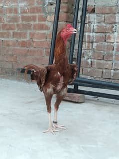 pair of aseel Thai hens and 1 aseel and desi Cross hen