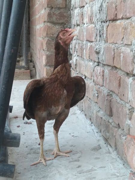 pair of aseel Thai hens and 1 aseel and desi Cross hen 3