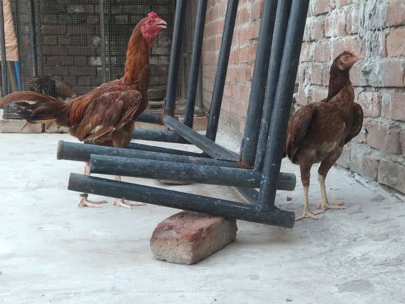 pair of aseel Thai hens and 1 aseel and desi Cross hen 4