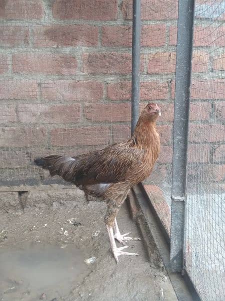 pair of aseel Thai hens and 1 aseel and desi Cross hen 5