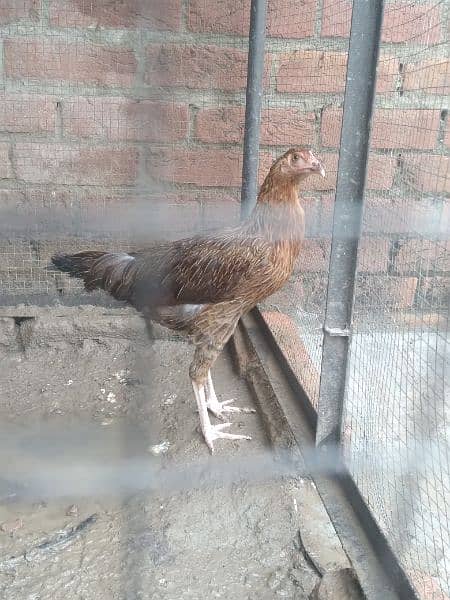 pair of aseel Thai hens and 1 aseel and desi Cross hen 6