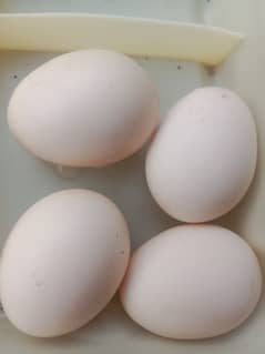 aseel fresh eggs