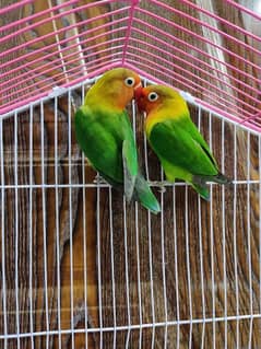 lovebirds