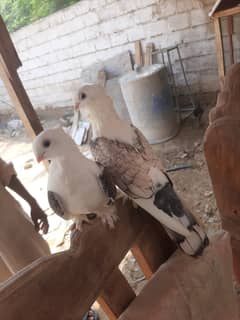 German tie sentient fancy pigeon