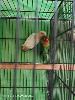 love bird & cage