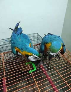 blue Macaw parrot cheeks for sale03319974101