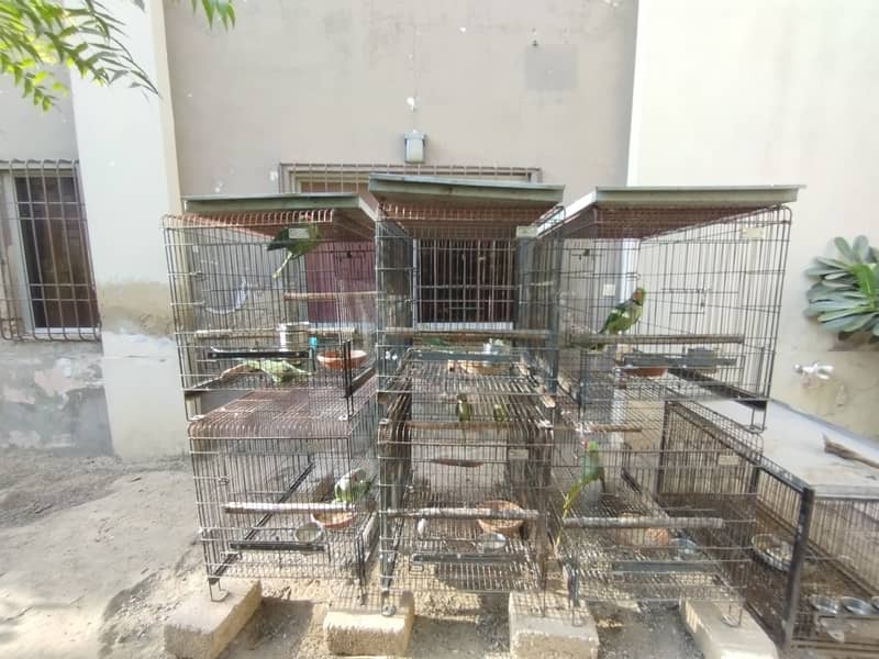 6 Breeding Pairs of Pahari/Kashmiri/Alexendrine/Raw Parrot for sale 0