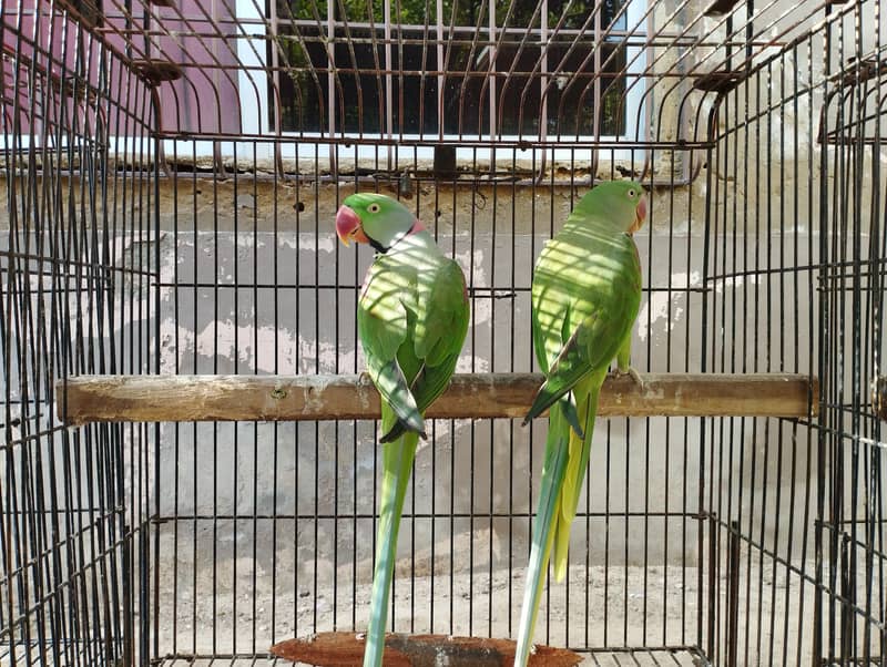 6 Breeding Pairs of Pahari/Kashmiri/Alexendrine/Raw Parrot for sale 1