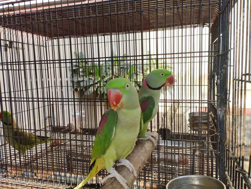 6 Breeding Pairs of Pahari/Kashmiri/Alexendrine/Raw Parrot for sale 3