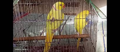 yellow ringneck pair 03308453451