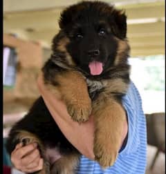 German shepherd puppies available