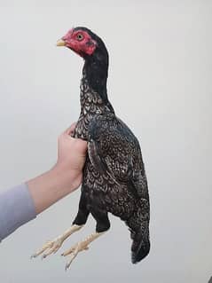 ASEEL HENS AND PATHIYE FOR SALE ?