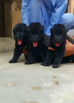 1 pappy 35 hazar. Black German shepherd Puppies | German shepherd long