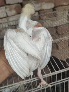 Heera chicks pair