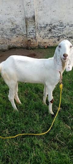 goat for sale