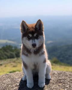 husky male puppy available looking for a new home