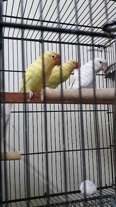 love birds pair for sale