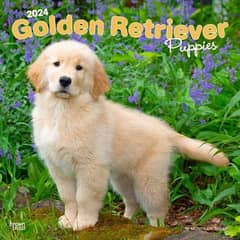 Golden retriever puppies available