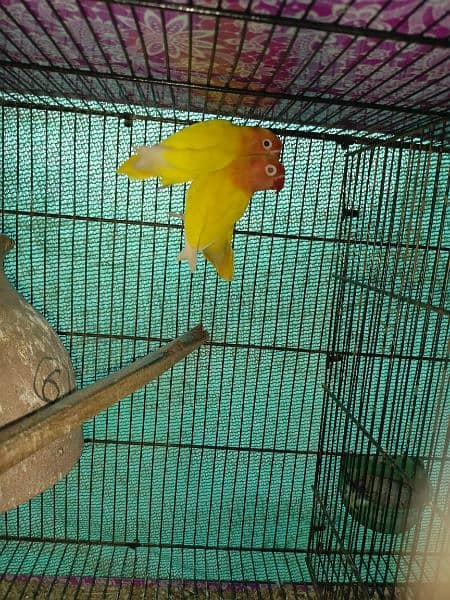 Lovebird mix hai 0