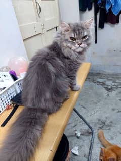 Persian cat for sale