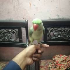 raw parrot