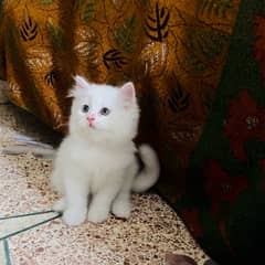 Triple coated persian kitten