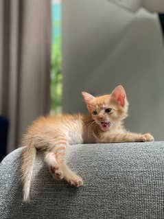 4 kittens for adoption