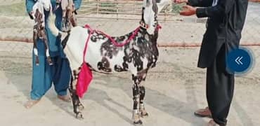 nagraj bakri for sale WhatsApp number 03207375837