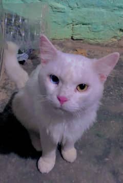 Beautiful cat two Colour eyes Yellow and blue