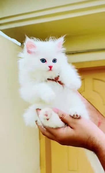 Persian beautiful Cat for sale0344/00/63/354 my WhatsApp number 1