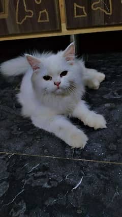 Persian cat triple code male female for sale