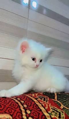 Persian cat for Sale