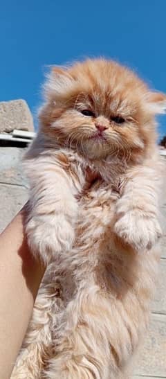 persian kittens available