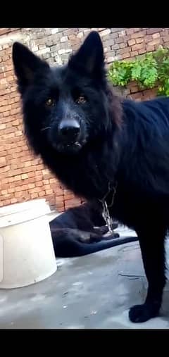 dog German Shepherd black male long cod for stud