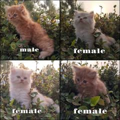 Persian kittens for sale