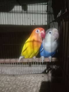 B1 B2 Pair for sale